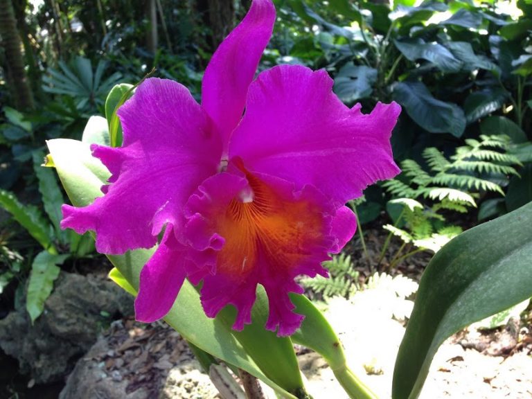 Baobab Trees, Butterflies, and Blossoms: Nature’s Cure for Digital ...